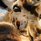 Illustration for article titled Let's rank the animals of Robert Downey Jr.'s Dolittle poster and trailer